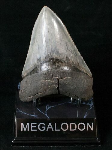 Collector Quality Megalodon Tooth #15990